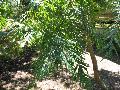 Moreten Bay Pine, Hoop Pine